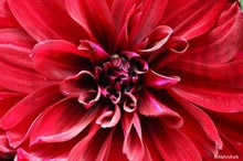 Load image into Gallery viewer, Red petal series by Abhishek Singh
