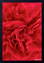 Load image into Gallery viewer, Red petal series by Abhishek Singh
