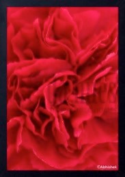 Red petal series by Abhishek Singh