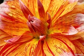 Orange petals by Abhishek Singh